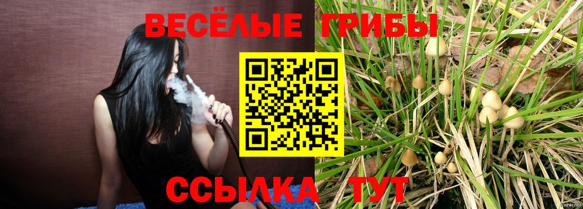 как найти   Кисловодск  Псилоцибиновые грибы Magic Shrooms 